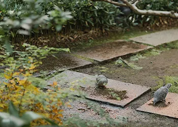 石畳の上の鳥たち