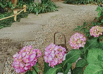 紫陽花が咲く庭園