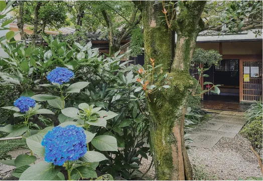 紫陽花と石畳